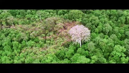 Il était une forêt Reportage VF
