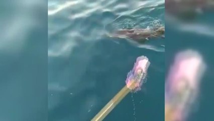Misinaya dolanan yunusu balıkçılar kurtardı