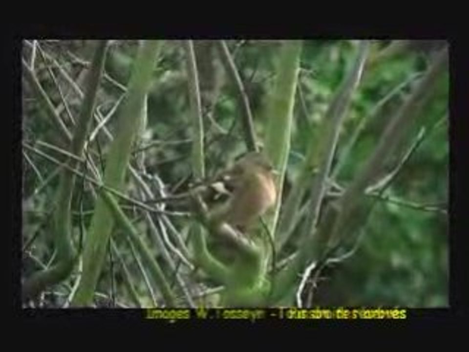 Pinson_des_arbres01
