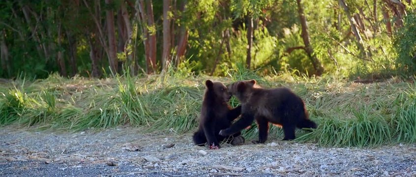 Terre des Ours Bande-annonce VF
