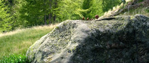 Minuscule - EXTRAIT "La boite à sucre"