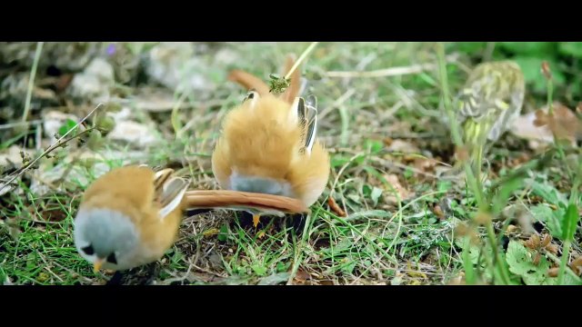 L'Ami, François d'Assise et ses frères BONUS Sur le tournage