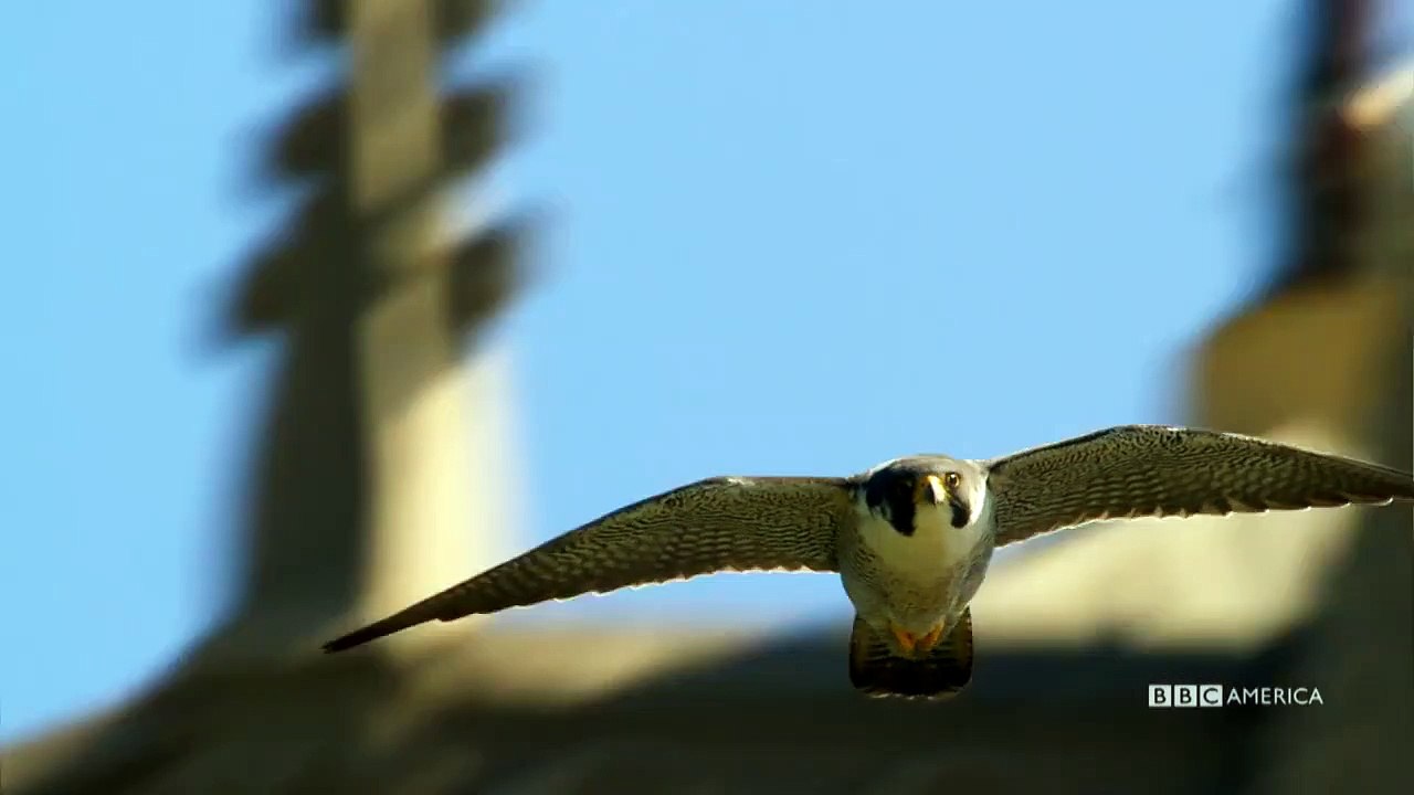 Planète Terre - saison 2 Teaser (2) VO