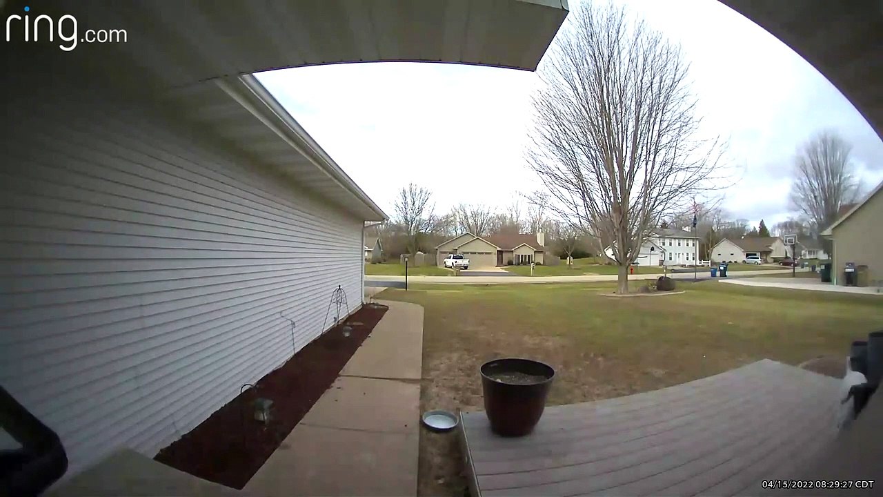 German Shorthaired Pointer Rings Doorbell