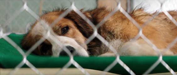 Mes vies de chien EXTRAIT VO "Deux vieux copains"