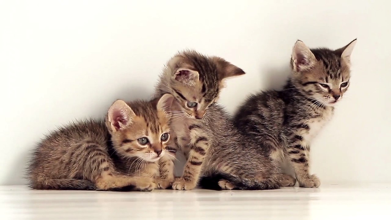 Kittens Against White Background