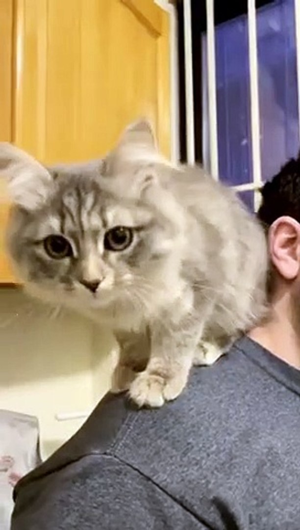هيييه_هيا_(cat cat