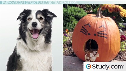 Fifth Disease- Viruses of the Parvoviridae Virus Family -