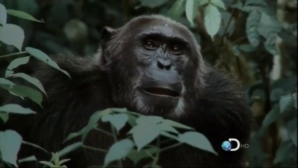 La rebelión de los simios Part 2