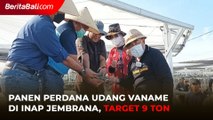 Panen Perdana Udang Vaname di INAP Jembrana, Target 9 ton