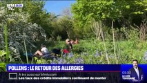 Pollens: pour de nombreux Français, l'arrivée du beau temps est aussi synonyme du retour des allergies