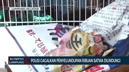 Video herunterladen: Polisi Gagalkan Penyelundupan Ribuan Satwa Dilindungi