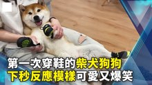 第一次穿鞋的柴犬狗狗 下秒反應模樣可愛又爆笑