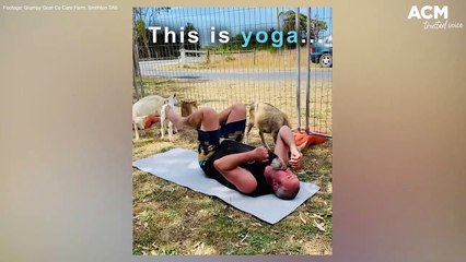 It's yoga but with goats at Smithton Airport | April 18, 2022 | The Examiner