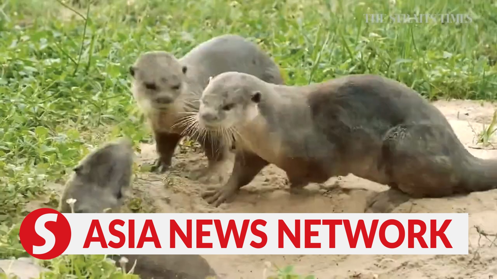 ⁣The Straits Times | Otters in Singapore: Is overpopulation a concern?