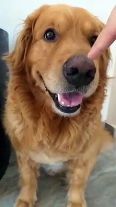 My Golden Retriever_s Boop Time _Funny golden retriever Boop Video(1080P_HD)
