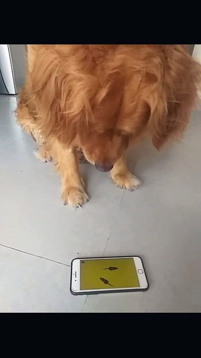 Dogs Watching Video on SmartPhone _ Golden Retriever v_s Labrador v_s Cocker Spaniel(1080P_HD)