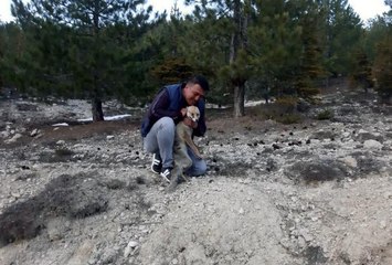 HAFTADA 2 GÜN, 'OĞLUM' DİYE SESLENDİĞİ TİLKİYİ BESLİYOR