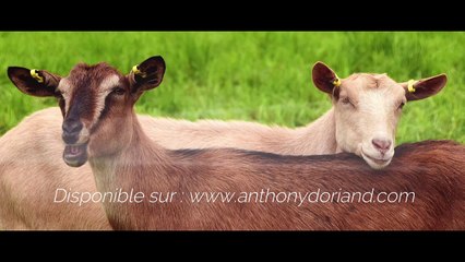 Méditation des CHÈVRES [ANTHONY DORIAND]