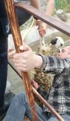 Son dakika haberleri! SULAMA KANALINA DÜŞEN KOYUNUN KURTARILMASI KAMERADA