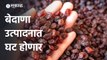 Raisin Production | यंदा राज्यात बेदाणा उत्पादन कमी होणार | Maharashtra | Sakal