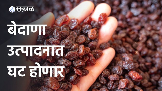 Raisin Production | यंदा राज्यात बेदाणा उत्पादन कमी होणार | Maharashtra | Sakal
