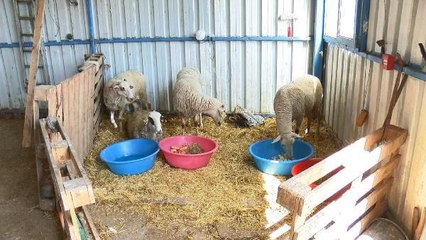 KAZA SONRASI KESİLMEKTEN KURTARILAN YARALI KOYUNLAR TEDAVİYE ALINDI