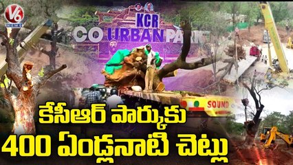Officials Translocate 400 Years Old Tree To CM KCR Eco Park _ Palamuru _ V6 News
