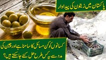 Pakistan mei Zaitoon ki pedawar, kissano k masaail  cheen ki maddad se kasy hal kiye ja saktay hain?