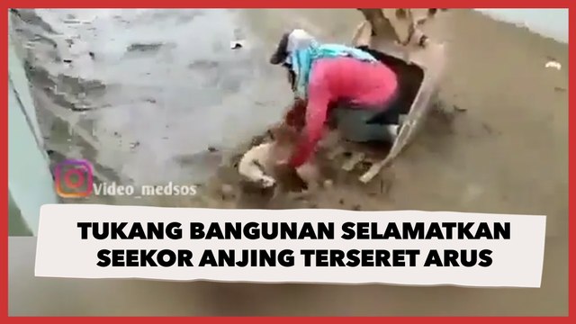 Viral Aksi Heroik Tukang Bangunan Selamatkan Seekor Anjing Terseret Arus, Warganet Salut!