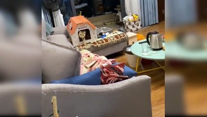 Baby Cats - Cute and Funny Cat Videos Compilation #35 _ Aww Animals