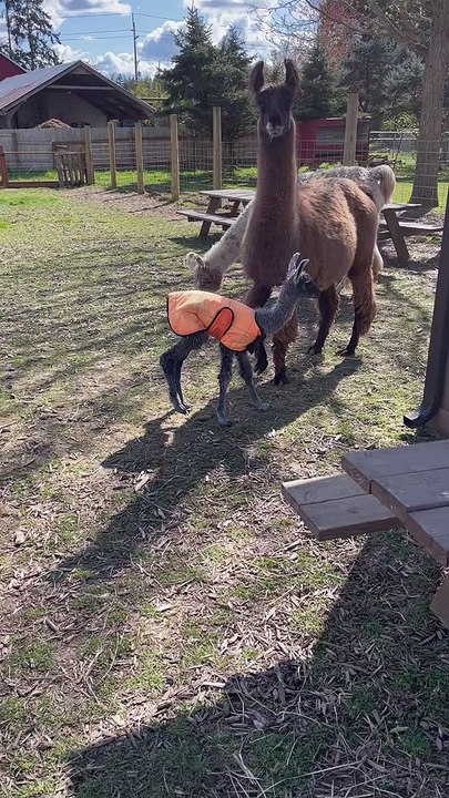Newborn Llama Learning How Legs Work