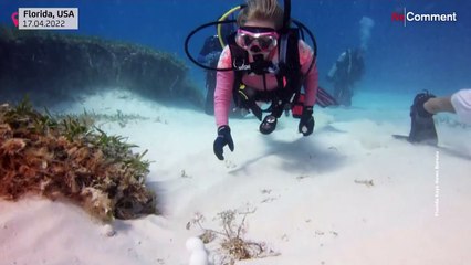 Florida Keys: Tauchender Osterhase versteckt Eier unter Wasser