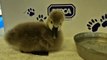 Cygnet rescued in Grantham at the East Winch Wildlife Centre