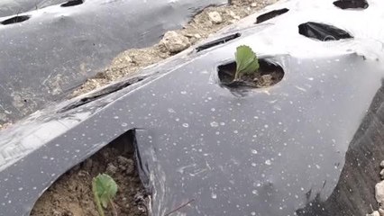 15 bin çilek fidesi toprakla buluştu