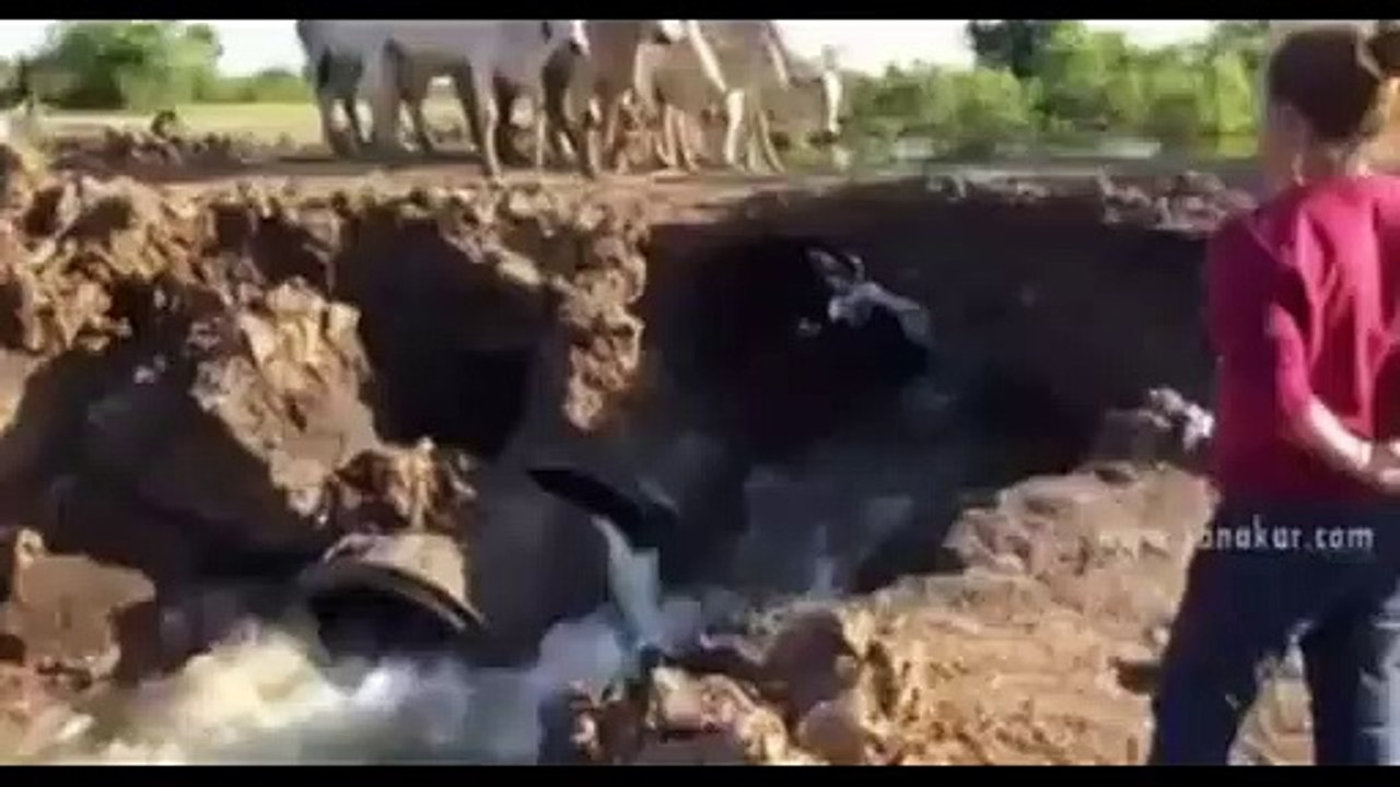 Sapi Motivation