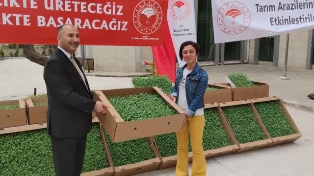 Çiftçilere 200 bin adaçayı fidesi dağıtıldı