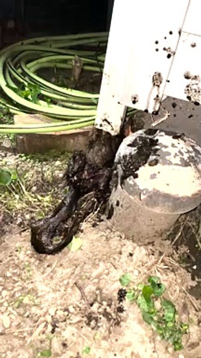 Rescuing a Squirrel Stuck in Rain Gutter