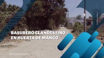 Basurero clandestino en huerta de mango | CPS Noticias Puerto Vallarta