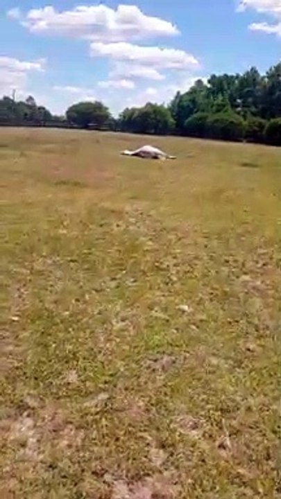 Nothing is as Important as Nap Time for Salty the Horse