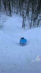 French Bulldogs Go Sleddin