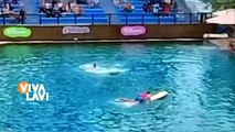 Delfín ataca a su entrenadora y aterroriza al público