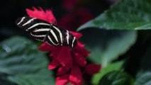 See Spring Butterflies at the Desert Botanical Garden Until May 10th