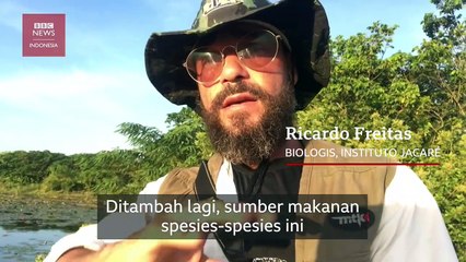 Fenomena Hewan-hewan Liar di Bawah Kota Rio de Janeiro