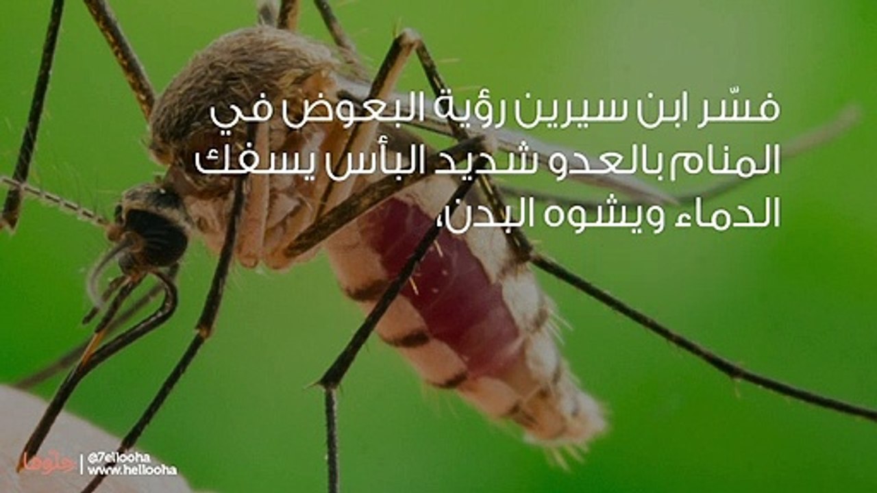 رؤية البعوض في المنام وتفسير حلم الناموس