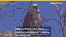 Los observadores de aves están tristes después de que la Sociedad Protectora de Animales de Wisconsin tuvo que sacrificar a un águila que contrajo la gripe aviar