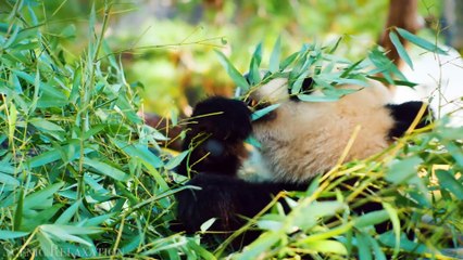 Animals of Asia 4K - Scenic Wildlife Film With Calming Music