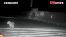 苗縣野生動物跨河通道完工第436天  首次記錄石虎穿越(苗栗縣政府提供)