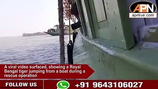 This Old Video Of Tiger Jumping From A Boat While Rescue Operation Reminds Internet Of Life Of Pi