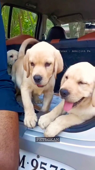 shorts _pets _petlokam _dogs _doglover _petlover _puppy _cute _labrador(1080P_HD)